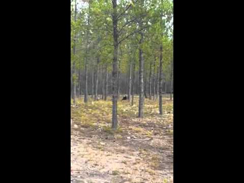 Man catches HUGE wolf attack dog on camera!