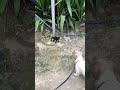 Black kitty versus doggy