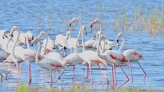 Greater Flamingos - Lake Korission, Corfu, Greece