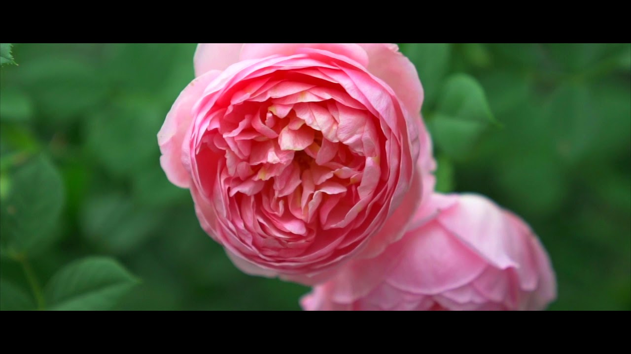 Rose Romance, Flower Dome Gardens By The Bay with Sony A7R3