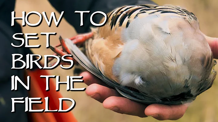 How To Set Birds In The Field - Upland Bird Dog Training