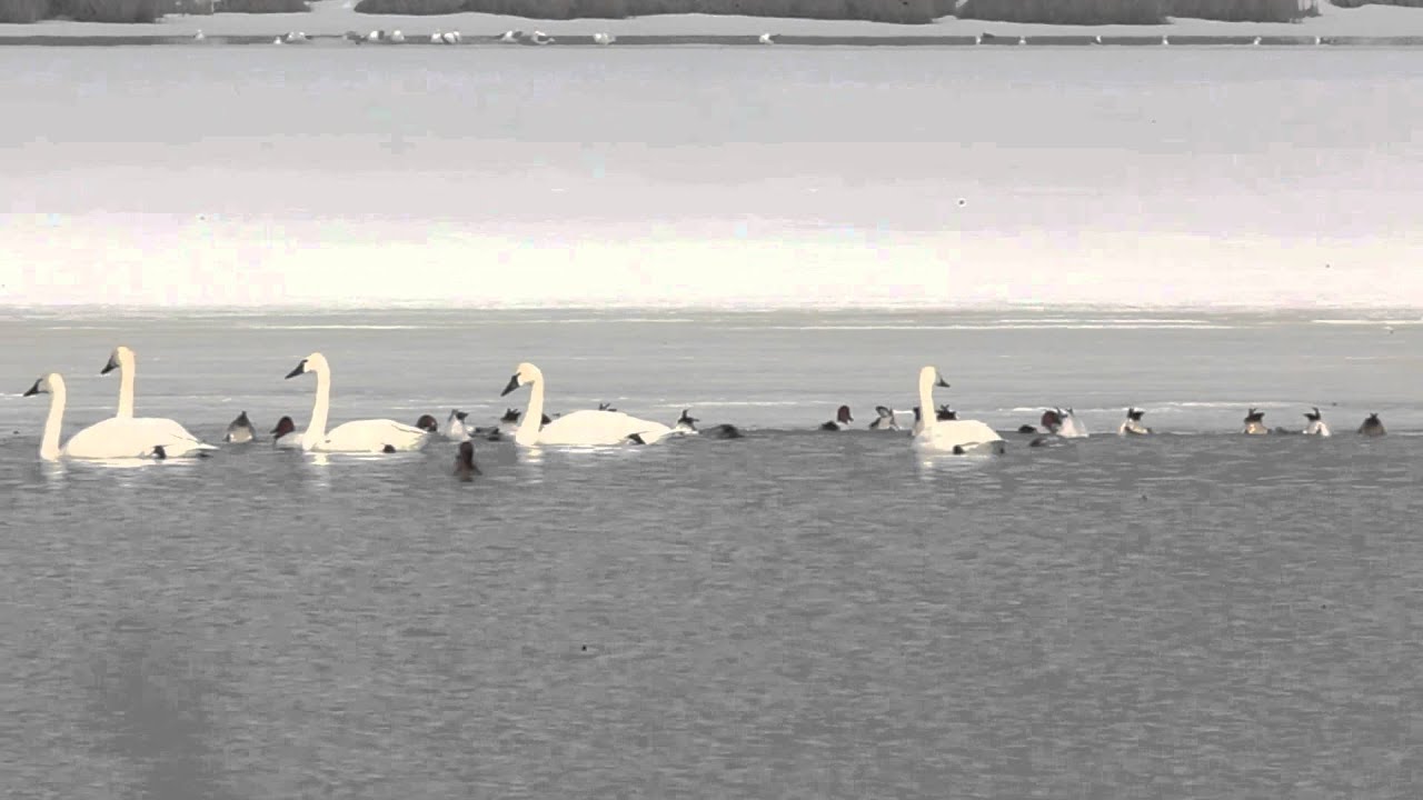 utah ski resorts Swan Lake - featuring swans migrating through Utah