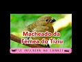 Fêmea de tiziu (PIADO E MACHEADA) Pedindo GALA para esquentar tiziu 100% recomendado !!!