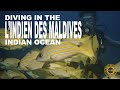 Plonge ailleurs  lindien des maldives ocan indien mars 2024  diveexplo360