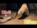 新しい部屋に興奮する子ぐまと警戒するお母さん【85日齢】Polar Bear Baby Growth Record(Day 85)