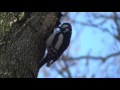 Dzięcioł duży, Great Spotted Woodpecker (Dendrocopos major)