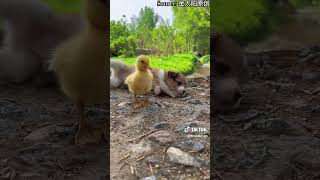 Fluffiness Overload Wherever The Puppy Goes, His Duckling Friend Tags Along.
