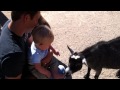 Ethan playing with the goats