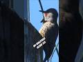 #mychannel VANcoUVEr island life #lifestyle #vancouverisland #shorts #working #birds