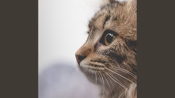 Contemporary Backdrops for Cat Wellness and Relaxation