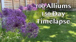 Allium Flowers 150 Day Timelapse of Beautiful ‘Purple Sensation’ Alliums Growing