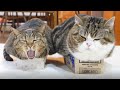 小さな箱とまるとはな。-Small boxes and Maru&Hana.-