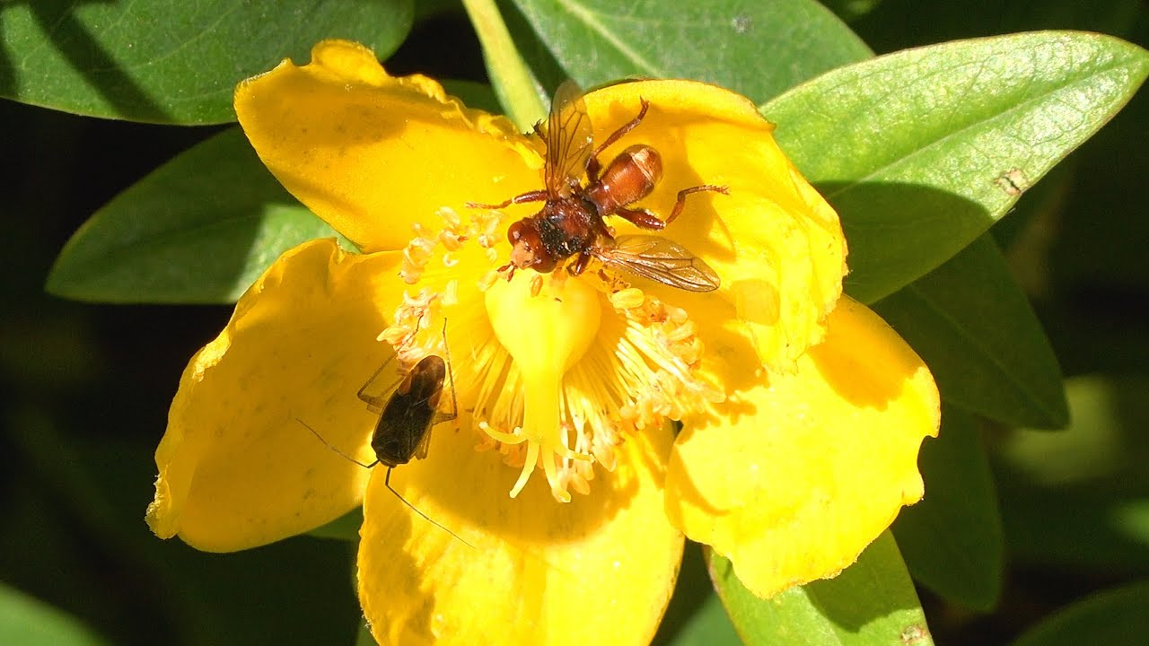 Butterfield Green - London - Dicyphus Bugs and a Sicus ferrugineus Conopid Fly