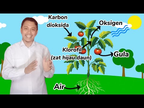 Video: Bagaimanakah tumbuhan membuat makanan melalui fotosintesis?