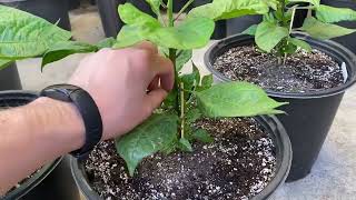 Growing Carolina Reapers Outdoors in Potted Plants, 3 months old, May 17 2023