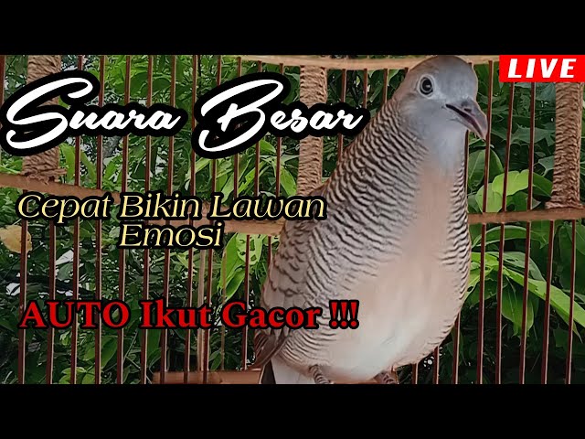 Perkutut Lokal Gacor SUARA BESAR Cepat Bikin Lawan Emosi AUTO Ikut Gacor !!! class=