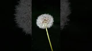 RICOH GR IIIX + ZENIKO ZF08 - photographing the mundane on macro mode