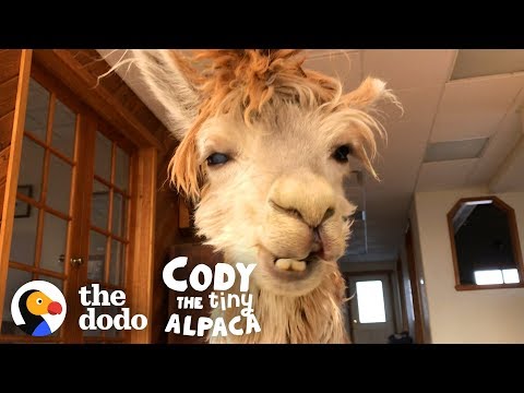 Cody Gets Her Favorite Treat | Cody The Tiny Alpaca - Cody Gets Her Favorite Treat | Cody The Tiny Alpaca