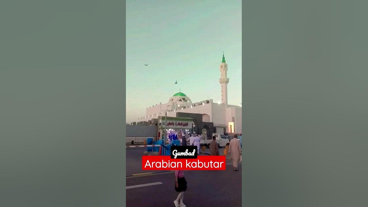 Madine ka kabutar hun Short video Madina shareef Status Arabic ...