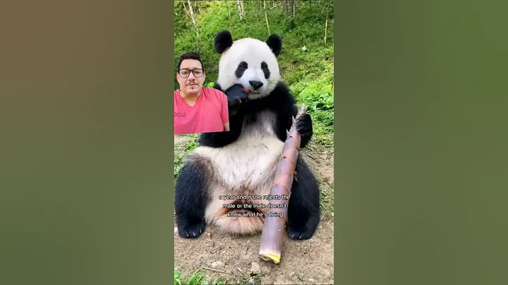 Should we let pandas go extinct? - DayDayNews