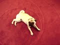 Best dog trick EVER - Play Dead with dramatic pug stumble