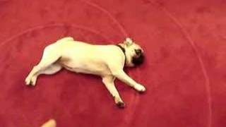 Best dog trick EVER  Play Dead with dramatic pug stumble