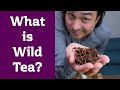 What is WILD Tea? Tasting an ancient tea variety.