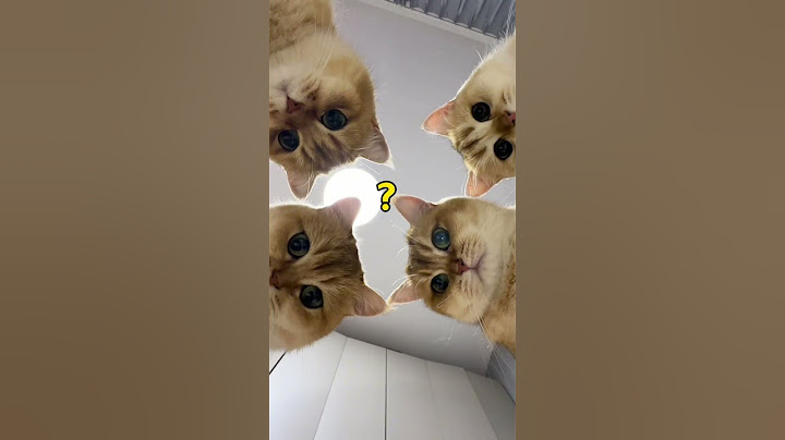 【牛奶是只猫】多猫家庭如何处理猫毛