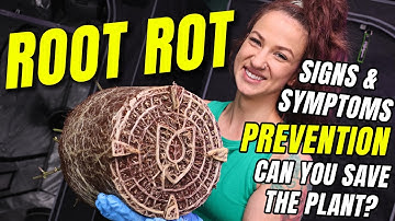 Root Rot! Signs, Prevention and Treatment.