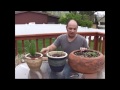 Clay pots vs plastic pots part 1# Clay pots vs plastic pots part 1#
