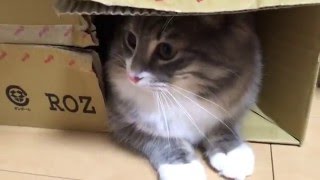 甘えて寄ってくるけど、隠れ家に近付くと攻撃する猫 ノルウェージャンフォレストキャット Cat comes closer but,,,Norwegian Forest Cat.