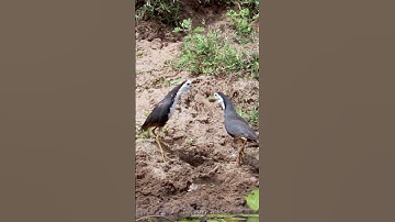 The Sound of Two Waterhen | #Shorts.
