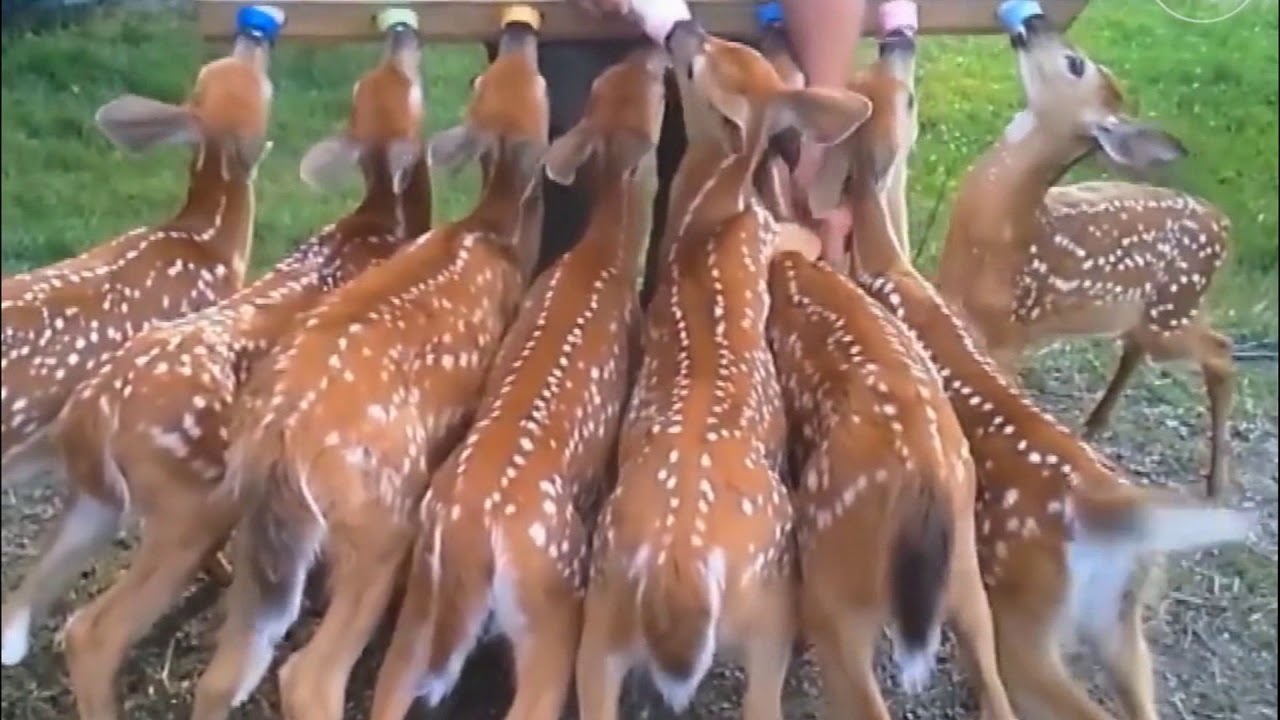Animal Aid Channel