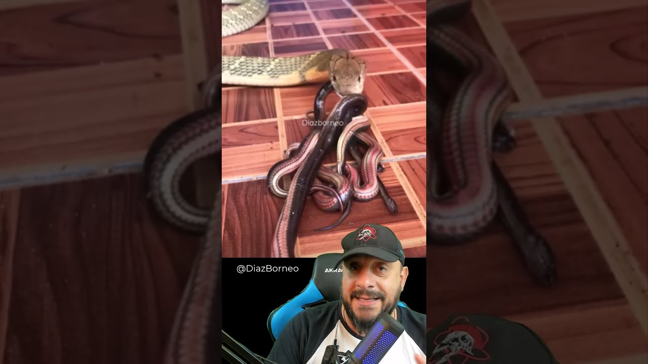 Cobra rei devora um prato de macarronada de cobras vídeo de @diazborneo5898