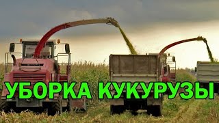 [Уборка кукурузы] 2х КВК-800, 3х МАЗ 5551, 2х БЕЛАРУС 1221+ПИМ-40