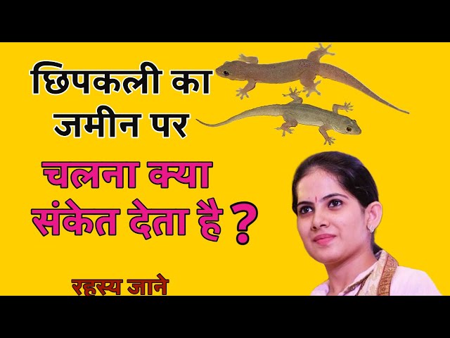 छिपकली का जमीन पर चलना क्या संकेत देता है ? Chipkali Ka Zameen Par Chalna class=