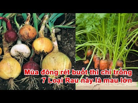 Video: Cách bảo quản cà rốt cho mùa đông tại nhà