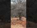 pecock