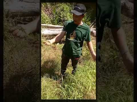 Video: Rumput Berjenggot