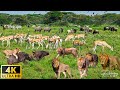 4K African Wildlife: Lions, Leopards, Hyenas - Kafue National Park | Full Wildlife Documentary