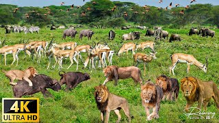 Африканская дикая природа 4K: львы, леопарды - национальный парк Кафуэ, Намибия