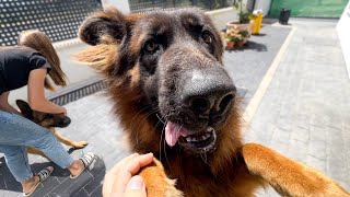 German Shepherds Welcome Their Owners Home After a Long Time