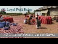Red Onion Export | Onion From Nasik | Export and Import | Loyal Post Exim | Onion From India