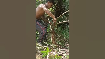 Harvesting cassava part 614 #shorts #farming #cassava #nature  #cassavaroots #cassavafarming