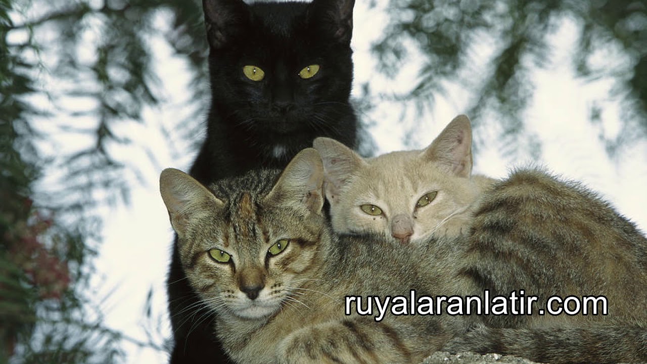 Ruyada Kedi Ve Fare Gormek Ruyada Kedi Tirmalamasi Ruyada Konusan Kedi Gormek Youtube