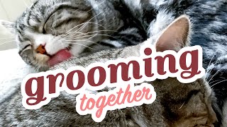 ASMR Cats  twins grooming together  relaxing