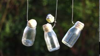 Blue Tit  - relaxing nature animals video and sounds for pets screenshot 5