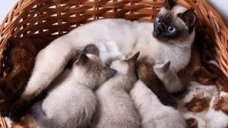 Siamese Cat Funny Compilation Videos 2 ♥