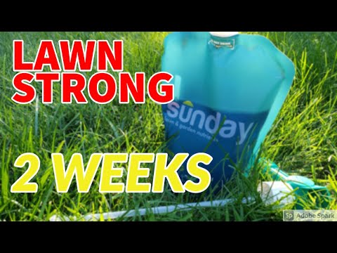 Sunday Lawn Care First Application | Sunday Lawn Care Before and After