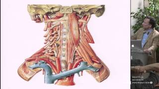 A Reappraisal of the Ligaments of the Craniocervical Junction